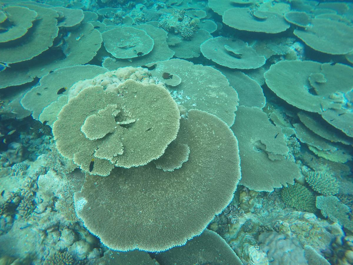 Noomuraka Inn Omadhoo Esterno foto